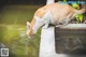 An orange and white cat drinking water from a pond.